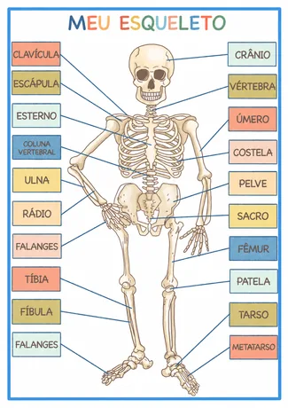 Atividade Meu Esqueleto com legendas coloridas