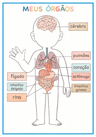Atividade Meus Órgãos com localização no corpo